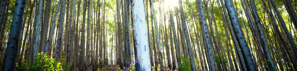 Florestas plantadas: o consumo de madeira no Brasil
