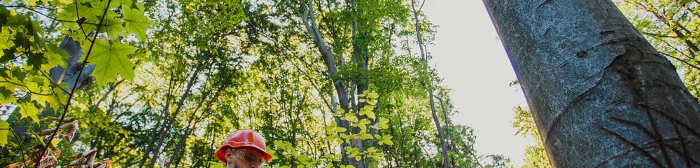 Como aumentar a produtividade e reduzir custos na gestão florestal?