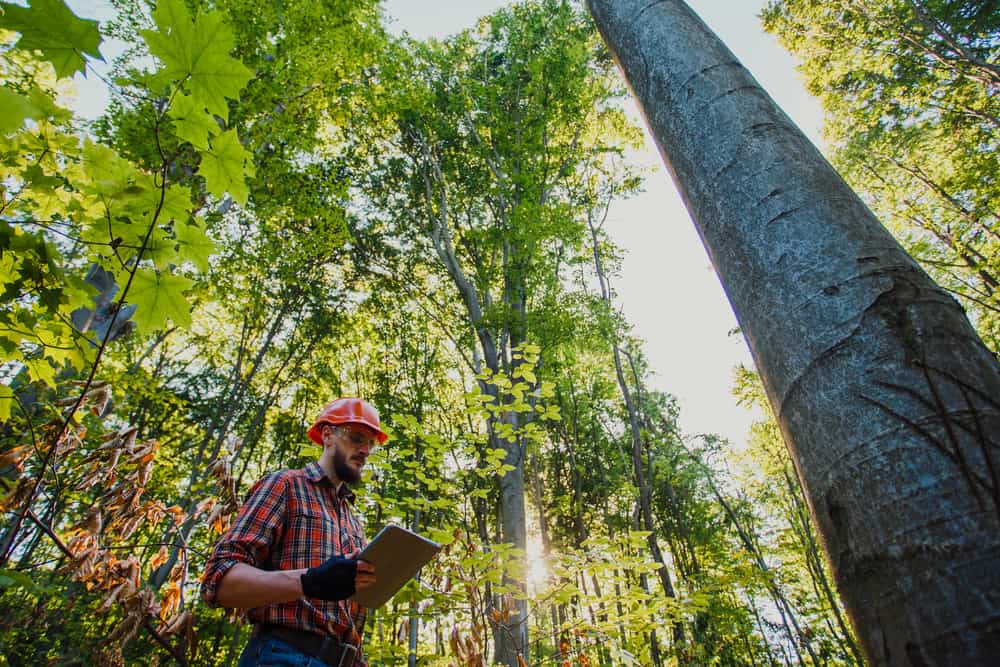 Como aumentar a produtividade e reduzir custos na gestão florestal?