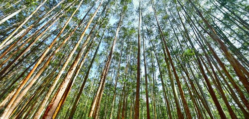 Florestas energéticas: o consumo de madeira no Brasil