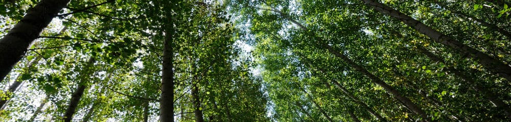 Como minimizar os impactos da produção florestal nas comunidades