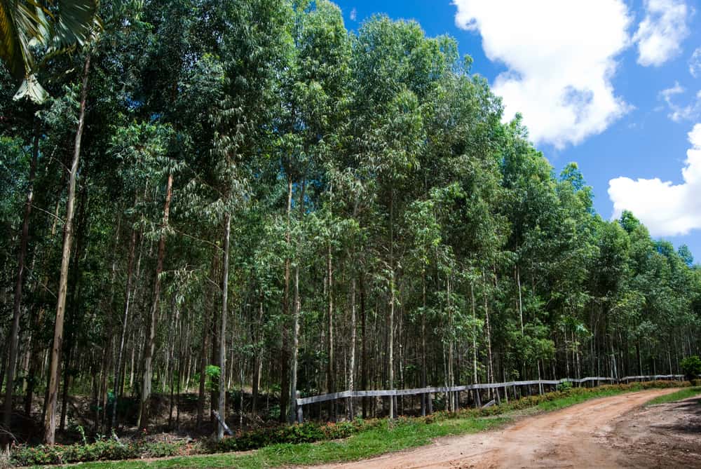 Reflorestamento de eucaliptos para serem utilizados como matéria-prima, que contribui para a tendência do setor (o mercado de carbono).