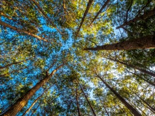 Imagem apresenta uma floresta de pinus, muito presente em regiões mais frias e essencial para o setor florestal.