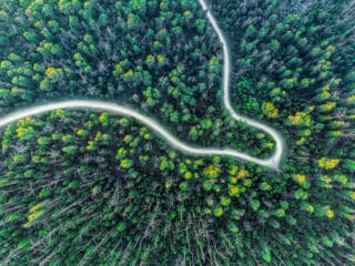 Imagem apresenta uma vista aérea de uma floresta plantada de eucalipto.