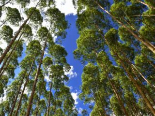 Florestas de eucalipto para madeira